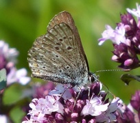 Sankthansblåvinge (Aricia artaxerxes)