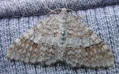 Welsh Wave (Venusia cambrica)