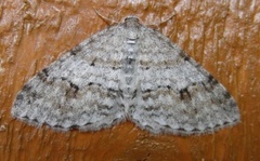 Welsh Wave (Venusia cambrica)