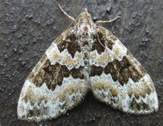 Broken-barred Carpet (Electrophaes corylata)