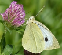 Stor kålsommerfugl (Pieris brassicae)