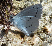 Holly Blue (Celastrina argiolus)