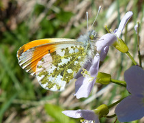 Aurorasommerfugl (Anthocharis cardamines)