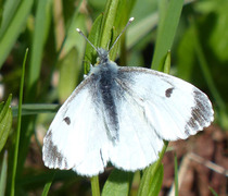 Aurorasommerfugl (Anthocharis cardamines)