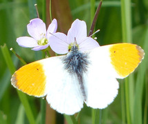 Aurorasommerfugl (Anthocharis cardamines)