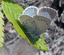 Vårblåvinge (Celastrina argiolus)