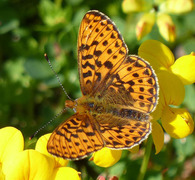 Rødflekket perlemorvinge (Boloria euphrosyne)