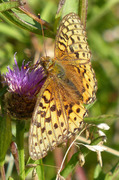 Dark Green Fritillary (Argynnis aglaja)