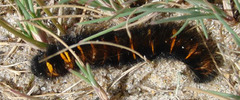 Fox Moth (Macrothylacia rubi)