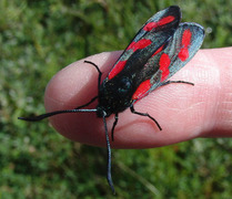 Seksflekket bloddråpesvermer (Zygaena filipendulae)