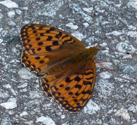 Dark Green Fritillary (Argynnis aglaja)