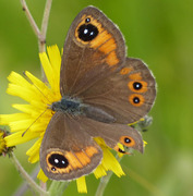 Klipperingvinge (Lasiommata maera)