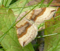 Brun bakkemåler (Scotopteryx chenopodiata)