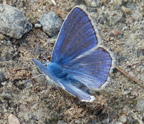 Idas blue (Plebejus idas)
