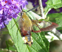 Bredkantet humlesvermer (Hemaris fuciformis)