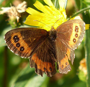 Fløyelsringvinge (Erebia ligea)