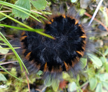 Fox Moth (Macrothylacia rubi)