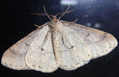 Dotted Border (Agriopis marginaria)