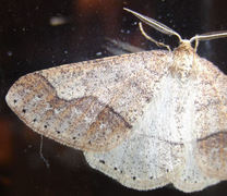 Dotted Border (Agriopis marginaria)