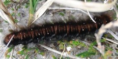 Fox Moth (Macrothylacia rubi)