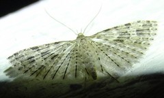Many-plumed Moth (Alucita hexadactyla)