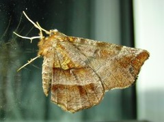 Blek månemåler (Selenia dentaria)