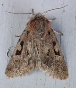 Hebrew Character (Orthosia gothica)