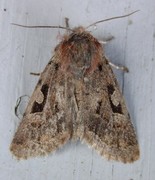 Buemerket seljefly (Orthosia gothica)