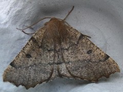 Scalloped Hazel (Odontopera bidentata)