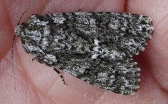 Syrekveldfly (Acronicta rumicis)