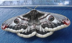 Emperor Moth (Saturnia pavonia)