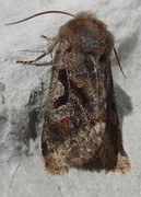 Hebrew Character (Orthosia gothica)