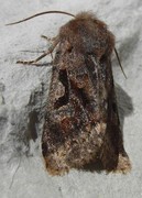 Buemerket seljefly (Orthosia gothica)