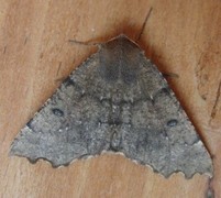 Scalloped Hazel (Odontopera bidentata)
