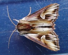 Purple Cloud (Actinotia polyodon)