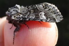 Glaucous Shears (Papestra biren)
