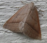 Brown Silver-line (Petrophora chlorosata)