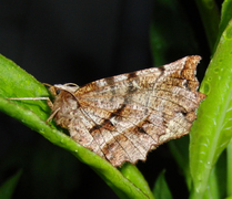 Early Thorn (Selenia dentaria)