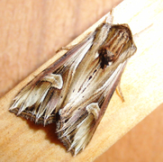 Purple Cloud (Actinotia polyodon)