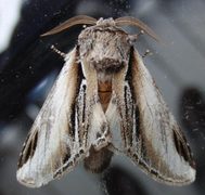 Swallow Prominent (Pheosia tremula)