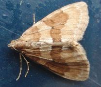 Grey Pine Carpet (Thera obeliscata)