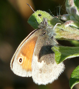 Engringvinge (Coenonympha pamphilus)