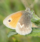 Engringvinge (Coenonympha pamphilus)