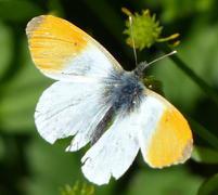 Aurorasommerfugl (Anthocharis cardamines)