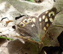 Speckled Wood (Pararge aegeria)