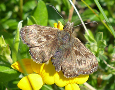 Dingy Skipper (Erynnis tages)