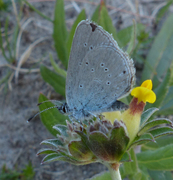 Mazarine Blue (Cyaniris semiargus)
