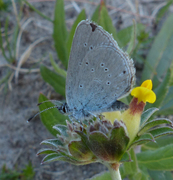 Engblåvinge (Cyaniris semiargus)