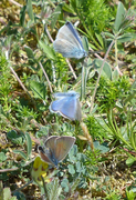 Mazarine Blue (Cyaniris semiargus)