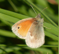 Engringvinge (Coenonympha pamphilus)